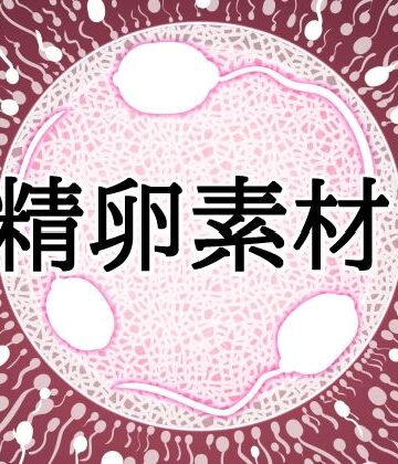 受精卵素材10｜d_832158